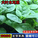 大葉木耳菜種子小青菜陽臺盆栽菜種蔬菜種籽四季易種植爬藤菜種籽 大葉木耳菜種子【1包 約60?！? title=