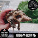 茶巷友名 北美小鱷龜雜佛鱷龜苗活體寵物小烏龜活潑外塘兇猛食用健康幼苗 高黃雜佛鱷龜(8-9cm)(精心挑選) 1只(單身貴族)(孤獨膽小)
