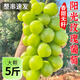 庾豐四川陽光玫瑰葡萄當(dāng)季孕婦新鮮水果 晴王香印青 提子中秋送禮團(tuán)購 帶箱5斤裝(凈果4斤)單果約7-10g
