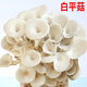美外蘑菇菌包家庭種植食用菌棒蘑菇種植包食用平菇菌種 白平菇（3包）禮盒裝