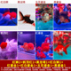 智伴熊 ZIBARBEAR蝶尾金魚(yú)鎏金小金魚(yú)活觀(guān)賞魚(yú)小型冷水魚(yú)淡水魚(yú)好養耐活紅獅魚(yú)泰獅 8-10cm金魚(yú)套餐D共9條