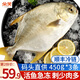 朵芙青島金鯧魚 新鮮海捕 平魚鯧魚生鮮魚類金昌魚海鮮水產(chǎn) 碼頭直供金鯧魚【350-450g*3條】