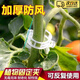 iosn植物卡扣綁蔓夾瓜果蔬爬藤吊秧夾子黃瓜西紅柿秧苗果樹(shù)綁枝固定器 透明固定扣(100個(gè)裝) 【可反復使用/固定牢固】