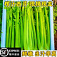【順豐】安療榨汁大西芹榨汁 壽光產(chǎn)地直發(fā) 新鮮采摘 去葉脆嫩多 現(xiàn)摘現(xiàn)發(fā)+順豐=出汁保障 【I0斤】療愈全家
