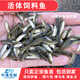 土鯪魚魚苗活體飼料魚魚料小雜魚活魚喂鱖魚喂烏龜喂金龍鱸魚桂花 飼料魚活魚2-4厘米1000條送10%