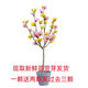 駿灝買(mǎi)1送2 玉蘭花樹(shù)苗四季開(kāi)花庭院盆栽白紫廣玉蘭樹(shù)苗矮化耐寒超矮 吉祥如意 8年苗當年開(kāi)花爆滿(mǎn)1送2發(fā)3顆哦