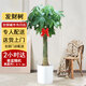 芙洛拉花園【兩小時(shí)達(dá)】發(fā)財(cái)樹大型綠植物盆栽室內(nèi)好養(yǎng)落地客廳開業(yè)喬遷送禮 單桿發(fā)財(cái)樹