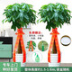 綠韻花田【兩小時(shí)達(dá)】步步高發(fā)財(cái)樹(shù)盆栽植物室內(nèi)大型植物客廳開(kāi)業(yè)公司門(mén)口 單桿發(fā)財(cái)樹(shù)一對(duì)