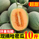 枝遙（ZHIYAO）現(xiàn)摘新鮮哈蜜瓜西州蜜瓜生鮮應(yīng)季網(wǎng)紋瓜哈密瓜時(shí)令水果當(dāng)季 哈密瓜  5斤（凈重4.5斤）