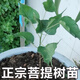 菩提樹(shù)苗 正宗金剛菩提樹(shù)苗 庭院綠化菩提子佛樹(shù)盆栽地載平安樹(shù) 15-20厘米高【1棵】