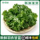 羽衣甘藍(lán)新鮮蔬菜食用榨汁烤片健身輕食2斤西餐沙拉蔬菜 【順豐直達(dá)】 500g