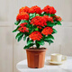 手耕田龍船花盆栽四季開(kāi)花植物大花朵耐寒耐熱觀(guān)賞花卉四季開(kāi)花好養帶花 龍船花帶花中國紅原盆 含盆