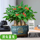 聽雪樓三桿發(fā)財樹盆栽桌面綠植擺件室內(nèi)辦公室客廳植物新房花卉 三桿發(fā)財樹+招財進(jìn)寶盆【豎紋藍(lán)釉】 含（吊牌+陶粒）