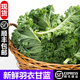 桃李村【順豐】新鮮羽衣甘藍(lán) 嫩葉甘蘭榨汁沙拉食材蔬菜 2斤
