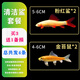 森悠（SARYOR）金苔鼠淡水魚(yú)魚(yú)缸清潔魚(yú)觀(guān)賞魚(yú)熱帶魚(yú)好養工具魚(yú)吃垃圾魚(yú) 金苔鼠魚(yú)2條+粉虹鯊2條