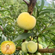 爾瀾帶盆栽好蜂糖李子樹(shù)苗露天庭院陽(yáng)臺種植李子苗果樹(shù)苗木源頭直發(fā)