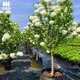 中華木繡球樹(shù)苗大花斗球風(fēng)景大樹(shù)別墅庭院地栽木本老樁盆栽耐寒樹(shù) 中華木繡球斗球90-1米高 不含盆