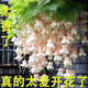 【處理】垂絲海棠驅蚊驅蟲(chóng)凈化空氣爬藤植物懶人好養四季開(kāi)花 垂絲海棠花種子【30?！?包 包裝顏色隨機發(fā)