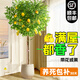 臨雅香水檸檬樹苗綠植客廳大盆栽可食用大型綠植室內(nèi)客廳四季好養(yǎng) 【帶花或果】1.6-1.8m+聚寶盆