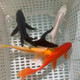 錦鯉魚金魚活魚黃金鯉黑錦鯉紅色魚白錦鯉小型耐活好養(yǎng)冷水蝴蝶鯉 10-12cm黑白紅黃四色6條