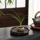 八芽海島羅漢松指尖微型盆栽桌面小綠植迷你拇指好養(yǎng)植物源頭直發(fā)包郵 凌云酒瓶蘭 陶瓷盆-帶盆栽好