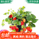 萌肉居草莓苗盆栽原盆原土果樹(shù)苗當年結果新秧苗杯苗/10顆杯苗源頭直發(fā)