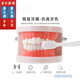 歐凱奇口腔護理模型牙科標(biāo)準(zhǔn)牙模型裝飾擺件教學(xué)假牙刷牙練習(xí)口腔模型 牙齒模型1個
