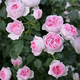 景郁春 JIRYUCUR薔薇花苗藤本月季庭院爬藤植物臺(tái)花卉四季開花我的心源頭直發(fā)