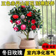 行湘茶花苗盆栽山茶花綠植花卉/五色赤丹約40-50CM高 不含盆 源頭直發(fā)