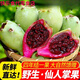 野生仙人掌果實(shí)海南特產(chǎn)新鮮當季熱帶水果現摘仙人掌果多地次日達 2斤