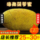 禧友鮮 海南菠蘿蜜整個 黃肉干苞 波羅密 大樹木菠蘿 新鮮水果 順豐可選 25-30斤|推薦大果 果多肉厚