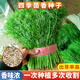茴香種子多次采收割茬小葉茴香種籽四季播種谷香佐料種子蔬菜種子 四季種多次收【割茴香種子】 今日推薦：精選好種1包(888粒)