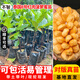 芥圃菠蘿蜜苗嫁接四季菠蘿蜜樹(shù)苗 官方旗艦 嫁接四季紅心泰國菠蘿蜜樹(shù) 干包  泰國紅肉8號菠蘿蜜樹(shù)苗 3年苗 高度：60-80公分