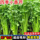 四季小香芹種子西芹黃心芹菜種籽陽(yáng)臺盆栽春秋易種植蔬菜種子大全 四季小香芹種子【1包 約2千?！? title=
