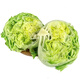 球生菜新鮮漢堡沙拉用西生菜球形圓生菜健身輕食沙拉蔬菜食材配菜 2斤裝
