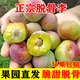 顧果鮮四川脫骨李子巫山脆李茵紅李半邊紅脫骨李當季5斤現摘孕婦水果 5斤 大大果【24g以上】