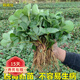 歐悟 四季草莓苗 奶油草莓秧帶盆帶土草莓樹(shù)苗庭院陽(yáng)臺盆栽地栽果樹(shù)苗 混搭20棵裸根帶泥 高度7-15cm