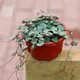 櫻霞吊蘭室內(nèi)垂吊綠植金心金邊口紅辦公室綠植盆栽 愛(ài)之蔓1盆 吊蘭盆