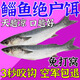 鯔魚(yú)專(zhuān)用餌料烏頭野釣黑坑海釣梭魚(yú)鱸魚(yú)餌鯛專(zhuān)攻黃辣丁方塊窩料 三包裝【桿桿上魚(yú)】買(mǎi)2送1