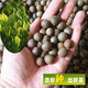 奔奧新采茶葉籽茶樹(shù)種子綠茶特早茶108茶籽龍井鐵觀(guān)音紅茶 108茶種子1斤