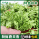 夜香花新鮮夜來(lái)香食用酒店樓農(nóng)莊特色應(yīng)季蔬菜食材煎蛋煲湯月見(jiàn)草 500g