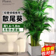 中夢(mèng)散尾葵植物盆栽客廳大型綠植室內辦公室鳳尾竹盆景天堂鳥(niǎo)花卉 散尾葵高1.6-1.8米+方形水泥盆