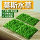 FKSC魚缸水草植物莫斯珊瑚水草活體凈化水質(zhì)陰性造景增氧鋪底水培植物 【拍一發(fā)二】三角莫斯