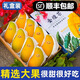 儲(chǔ)褚（順豐發(fā)貨）精選金煌芒果新鮮水果 特大果芒果 青皮芒果水果禮盒 8斤中大果精品裝（12-14個(gè)）