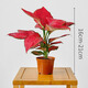 靈犀物造吉利紅如意盆栽室內好養花卉小綠植辦公桌面迷你植物盆景源頭直發(fā) 【一株】原盆