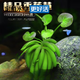 YEE水草活體懶人草魚(yú)缸造景活體水草套餐魚(yú)缸水草有莖類(lèi)中后景真水草 香蕉草1顆