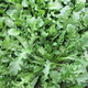 純野生薺薺菜種子 特菜野菜種子農(nóng)家老品種蔬菜種子春 四季播 野生薺菜4000粒