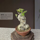 CLCEY黃荊老樁盆景精品怪樁生樁熟樁盆景素材耐旱植物陽(yáng)臺庭院小盆景 紅陶盆20年矮霸老樁黃荊 帶盆栽好