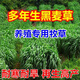 進(jìn)口牧草種子四季多年生黑麥草魚草四季可種喂養(yǎng)雞鴨鵝豬牛羊種籽 精品多年生黑麥草種子1斤