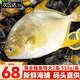 漁吻 金鯧魚(yú)新鮮海捕國產(chǎn)金鯧魚(yú) 深海魚(yú)平魚(yú)鯧魚(yú)鮮活冷凍魚(yú)類(lèi) 【2條】黃金鯧魚(yú)550g/條
